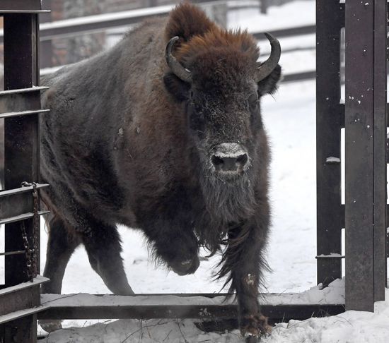 Russia Zoo