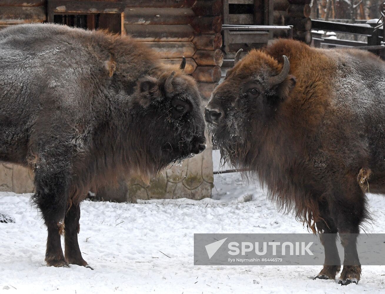 Russia Zoo