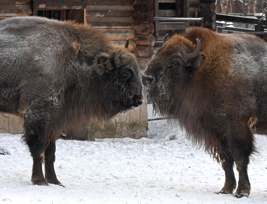 Russia Zoo