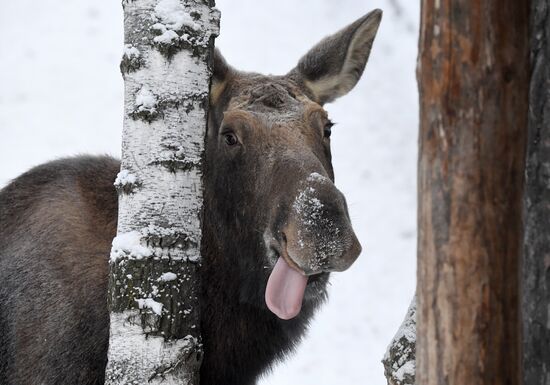 Russia Zoo