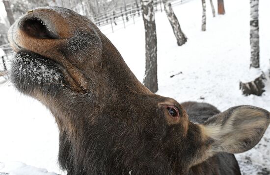 Russia Zoo