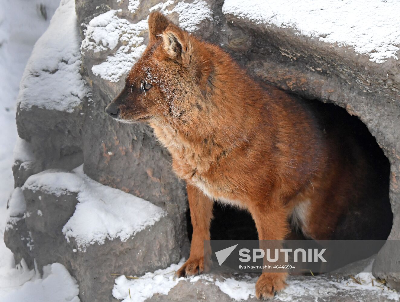 Russia Zoo