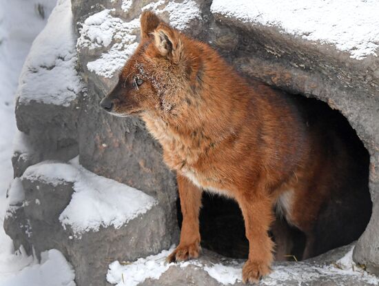 Russia Zoo