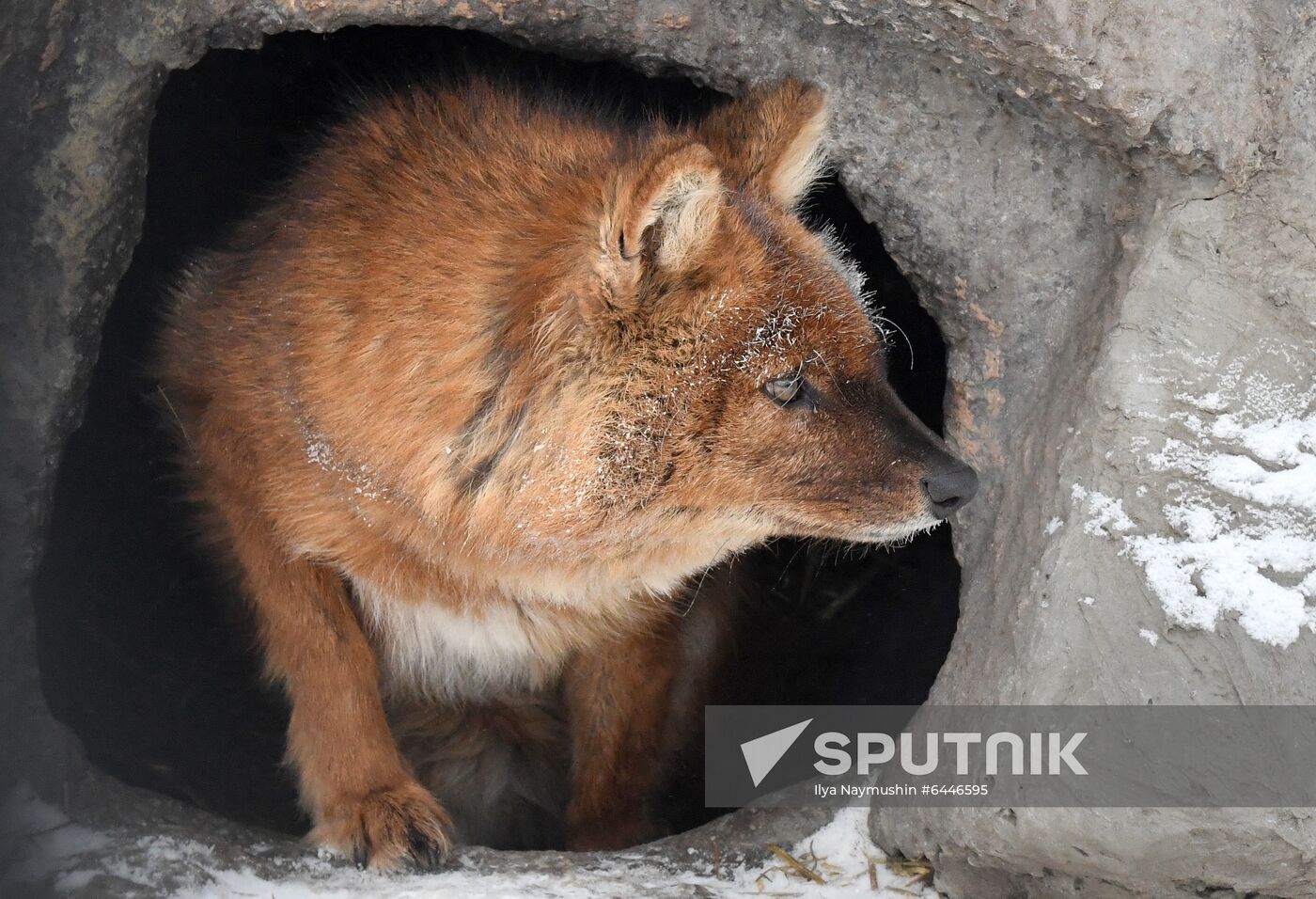 Russia Zoo