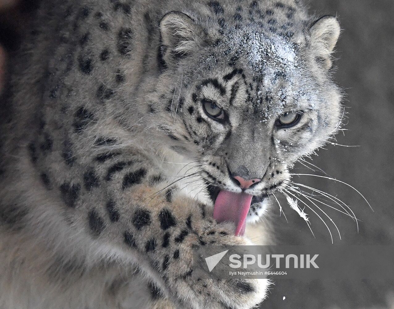 Russia Zoo