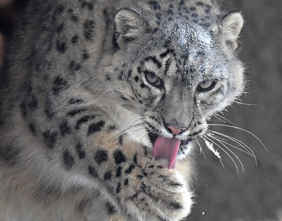 Russia Zoo