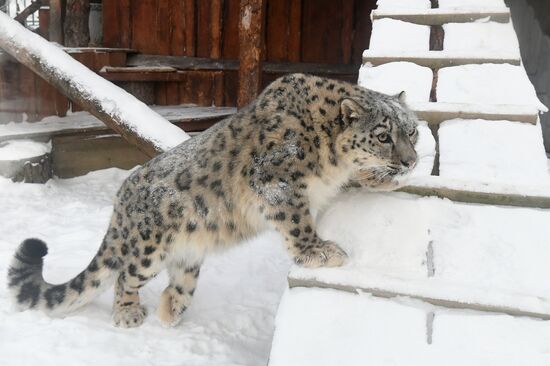 Russia Zoo