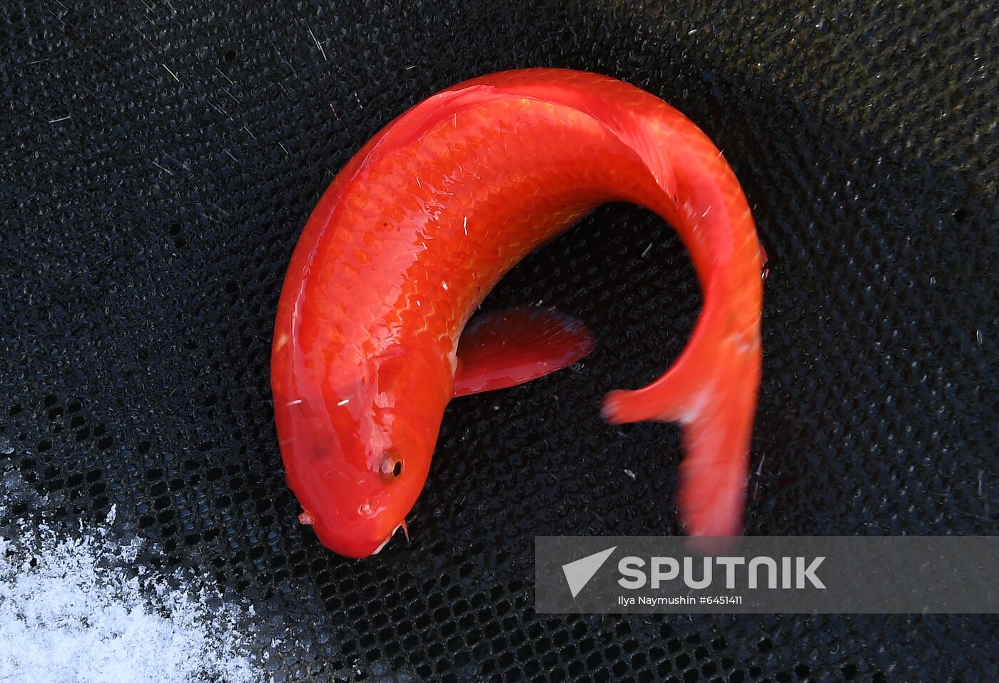 Russia Fish Farm