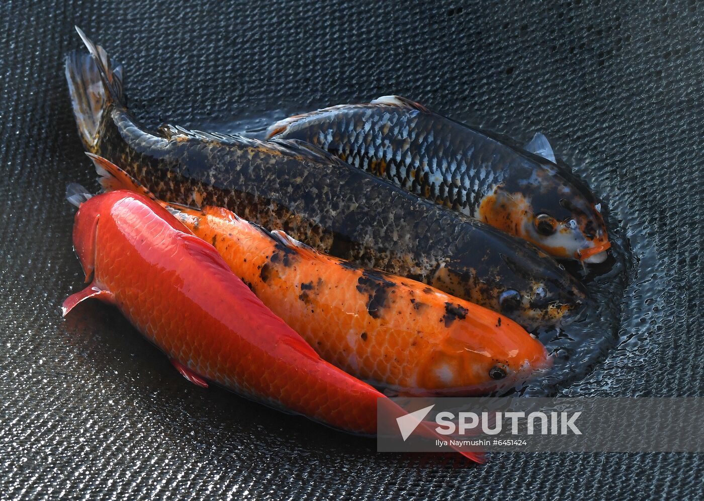 Russia Fish Farm