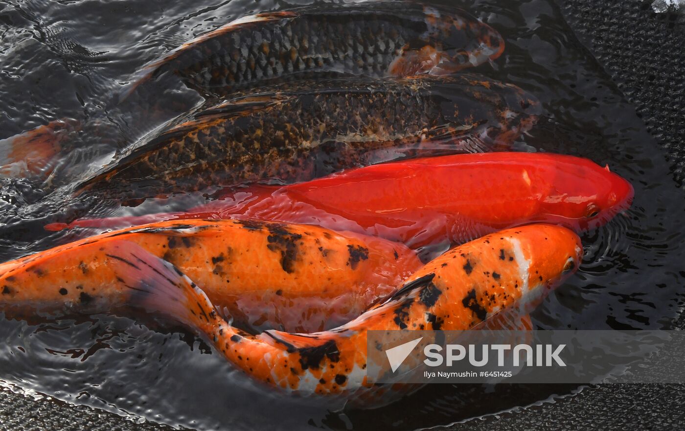 Russia Fish Farm
