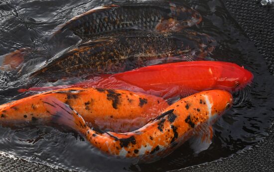 Russia Fish Farm