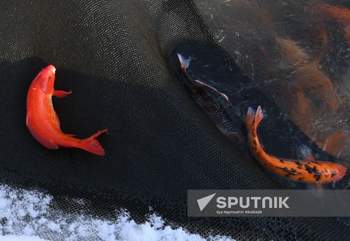 Russia Fish Farm