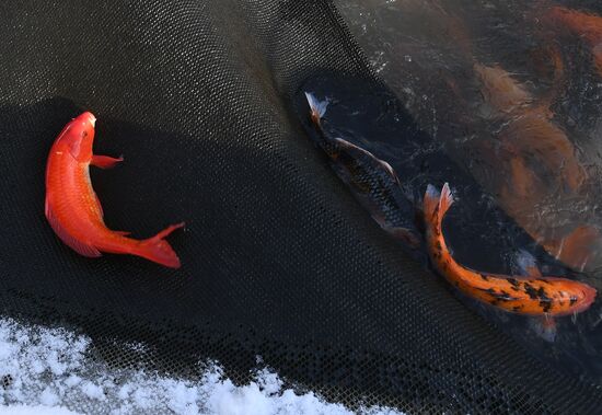 Russia Fish Farm
