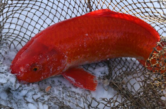 Russia Fish Farm