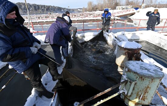 Russia Fish Farm