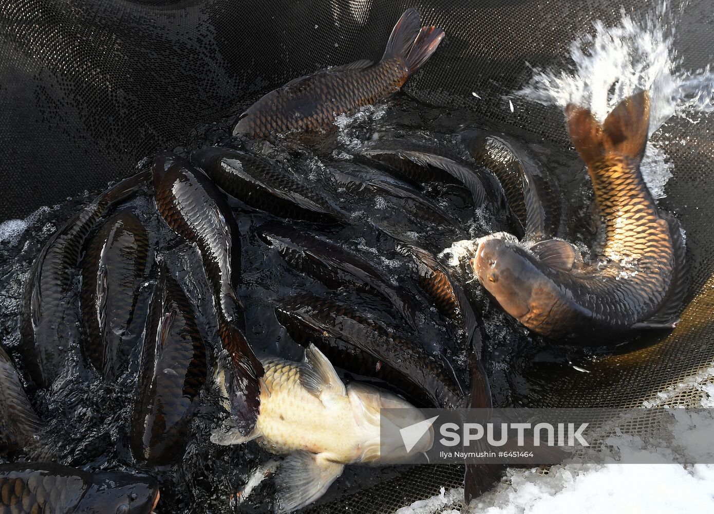 Russia Fish Farm