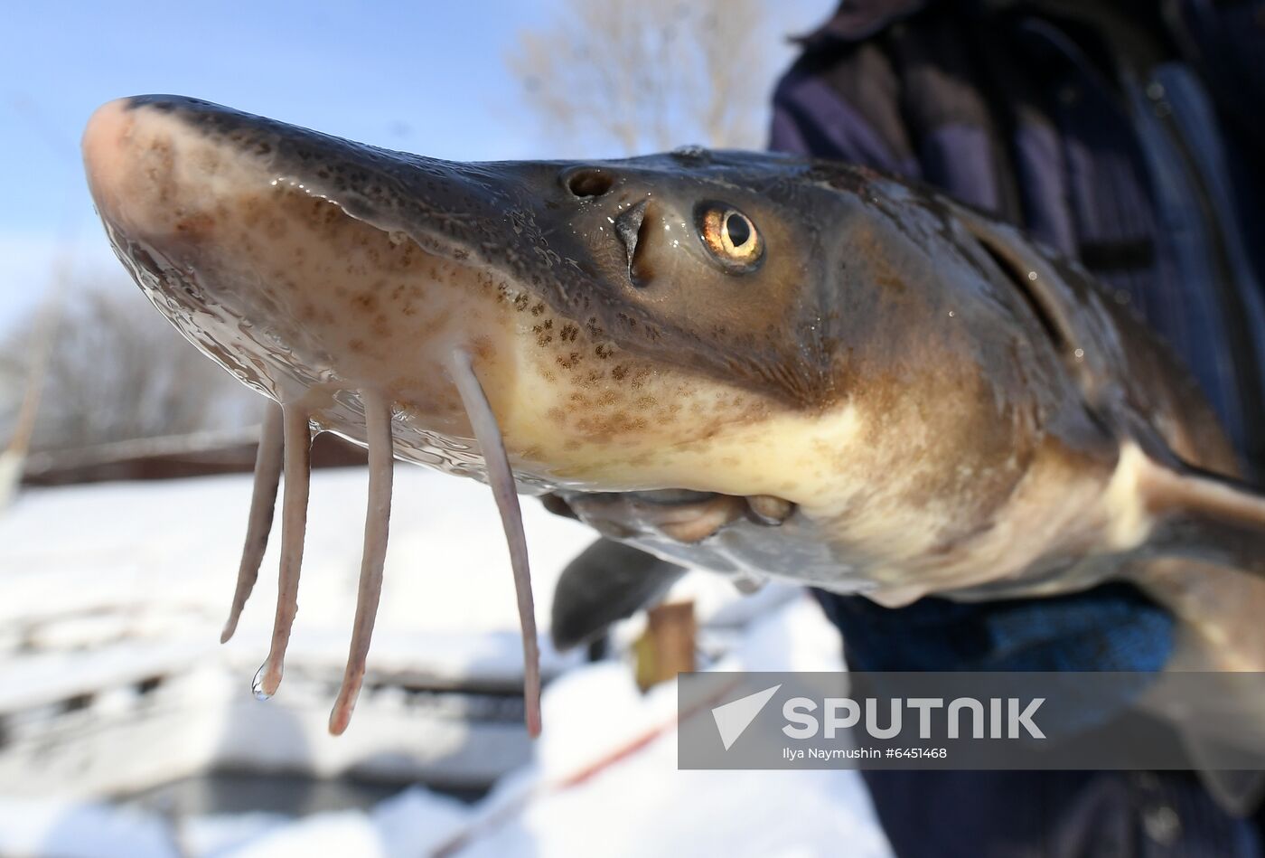 Russia Fish Farm