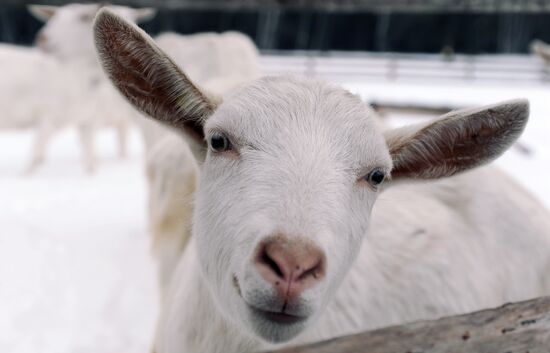 Goat farm in Tambov Region