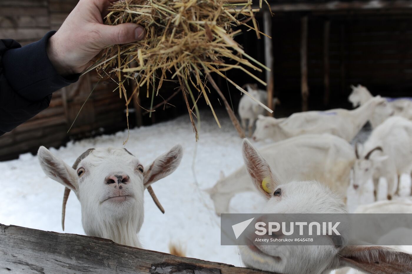 Goat farm in Tambov Region
