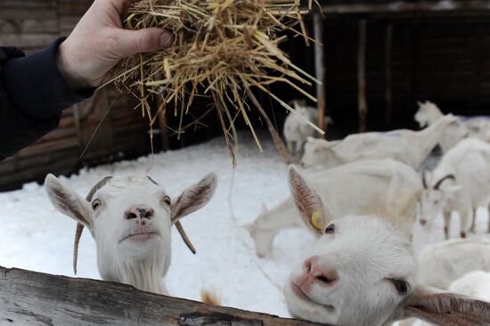 Goat farm in Tambov Region