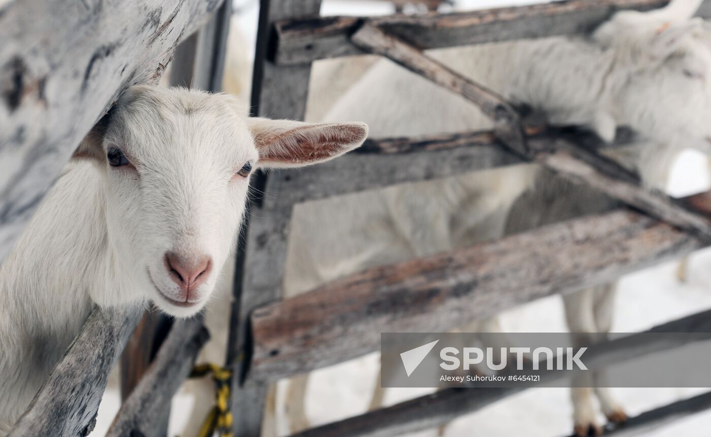 Goat farm in Tambov Region