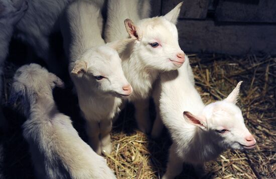 Goat farm in Tambov Region