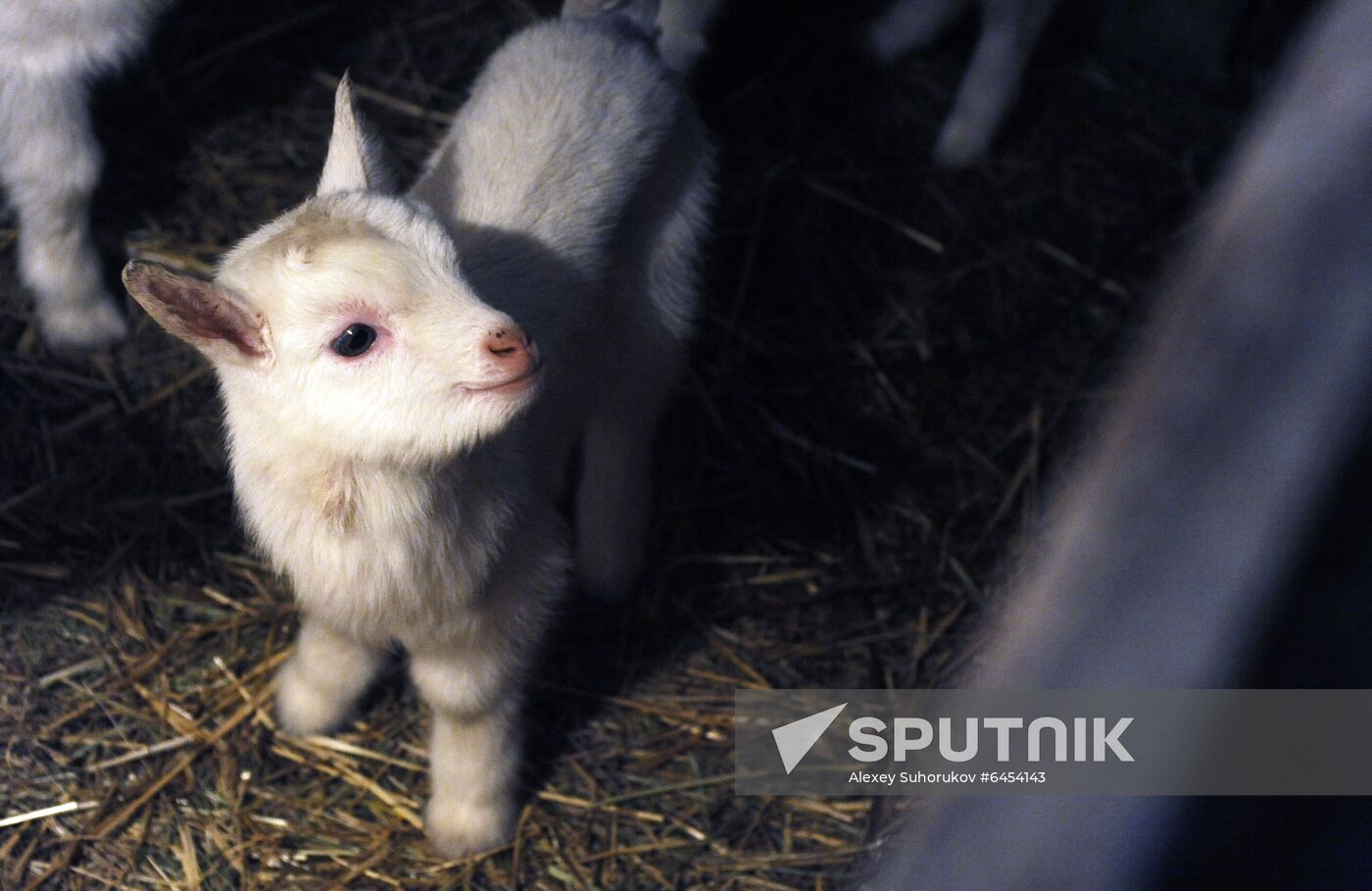 Goat farm in Tambov Region