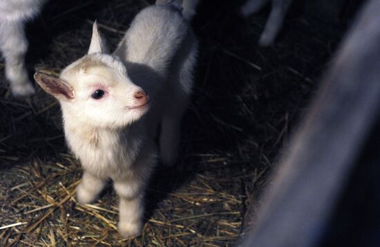 Goat farm in Tambov Region