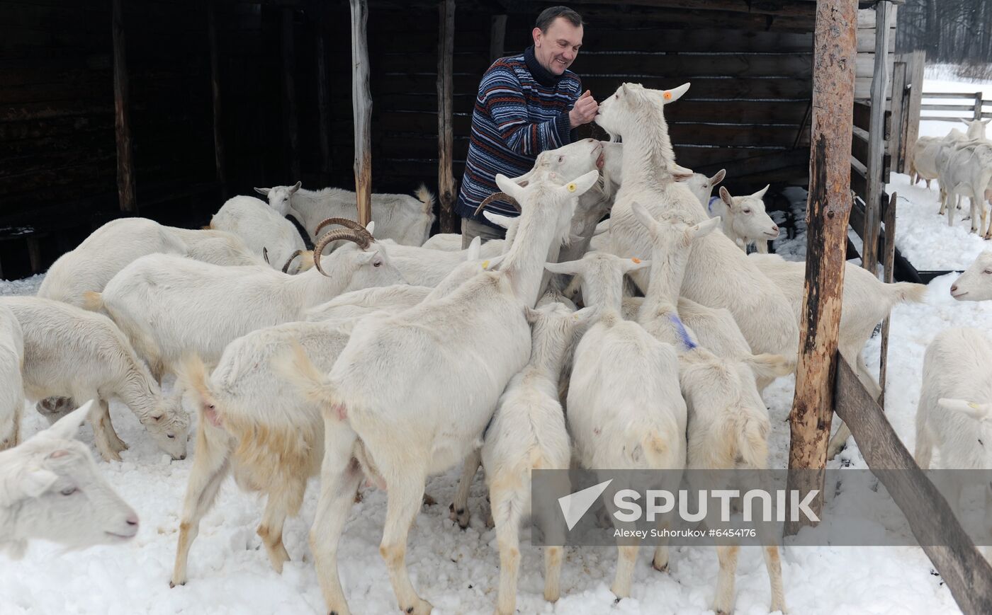 Goat farm in Tambov Region