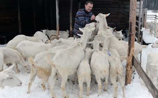 Goat farm in Tambov Region