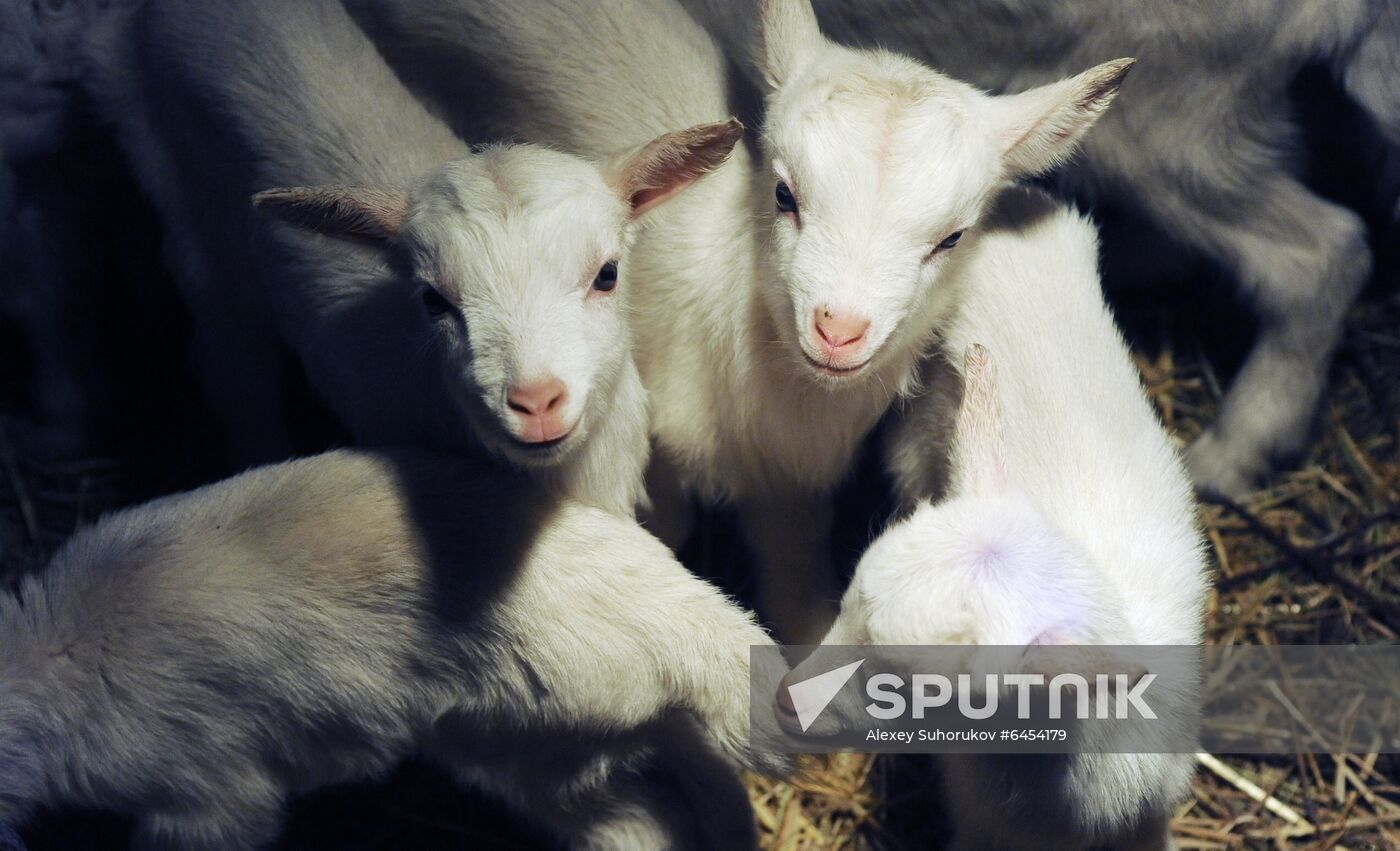 Goat farm in Tambov Region