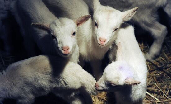 Goat farm in Tambov Region