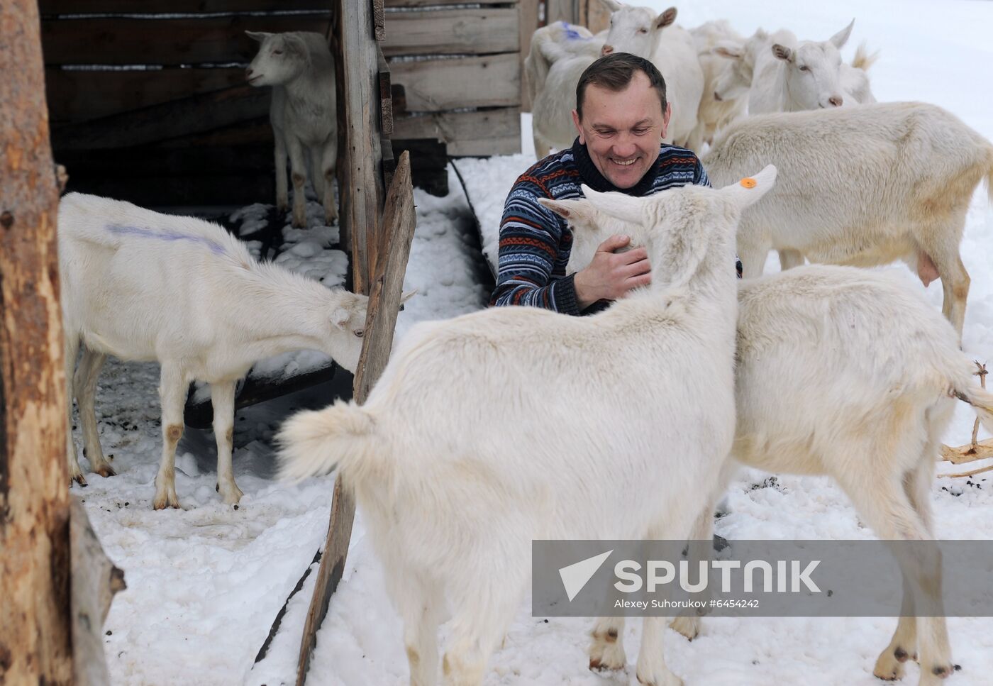Goat farm in Tambov Region