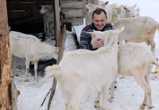 Goat farm in Tambov Region
