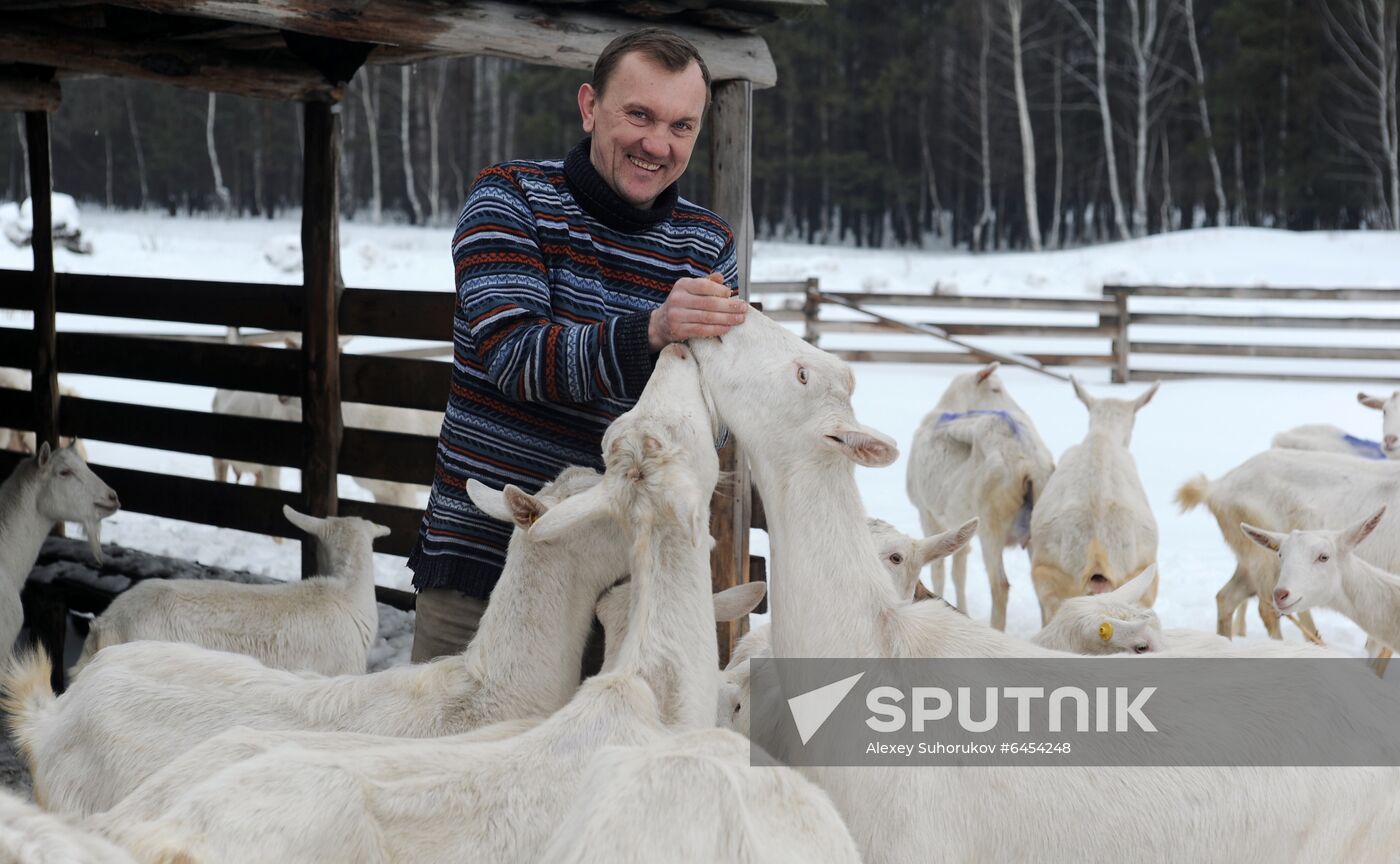 Goat farm in Tambov Region