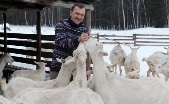 Goat farm in Tambov Region