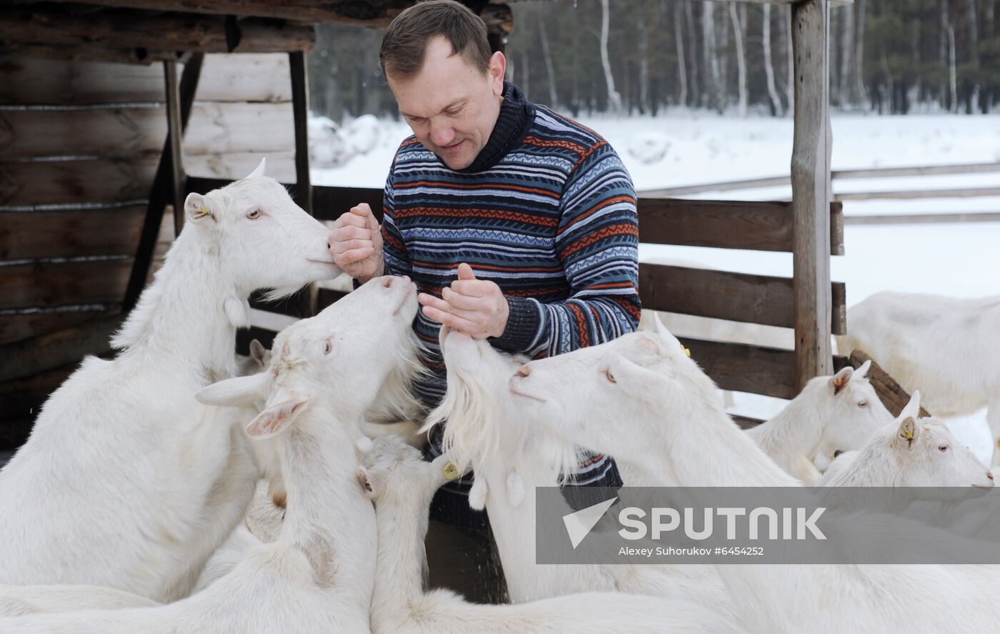 Goat farm in Tambov Region
