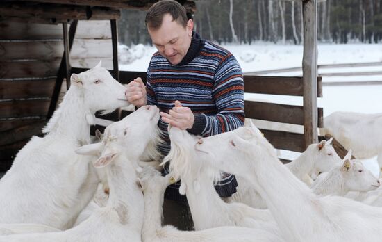Goat farm in Tambov Region
