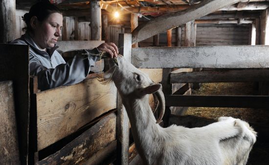 Goat farm in Tambov Region