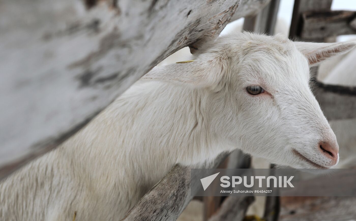 Goat farm in Tambov Region