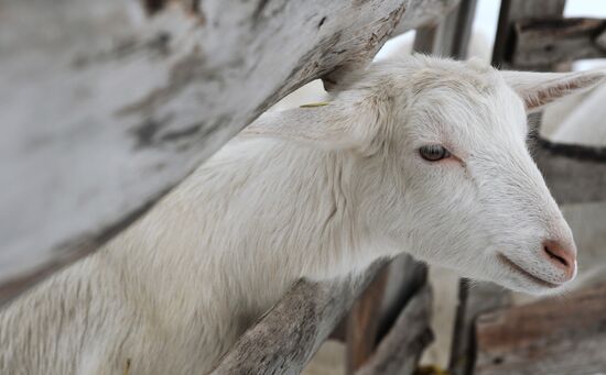 Goat farm in Tambov Region