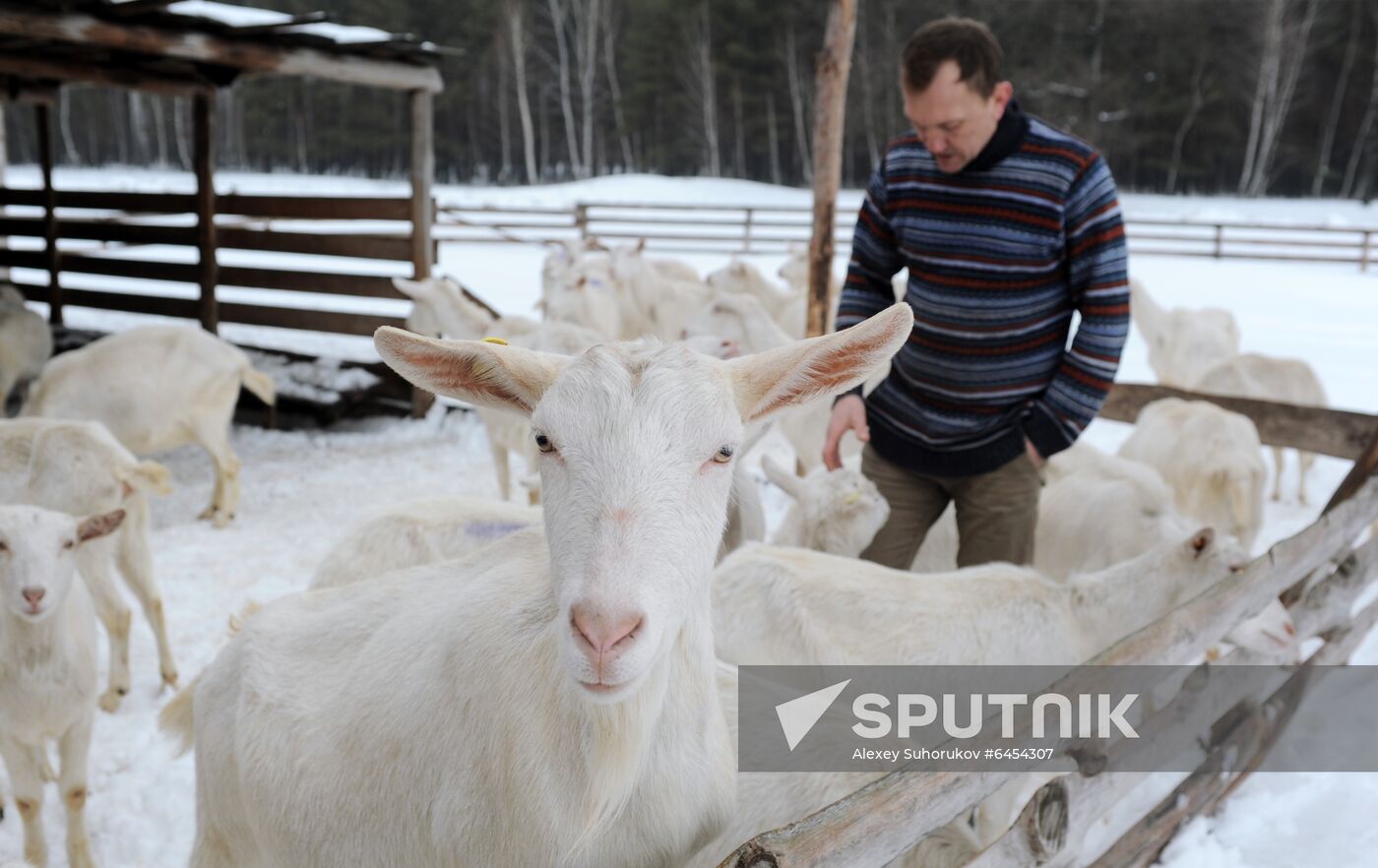 Goat farm in Tambov Region