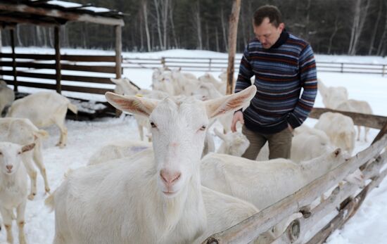 Goat farm in Tambov Region