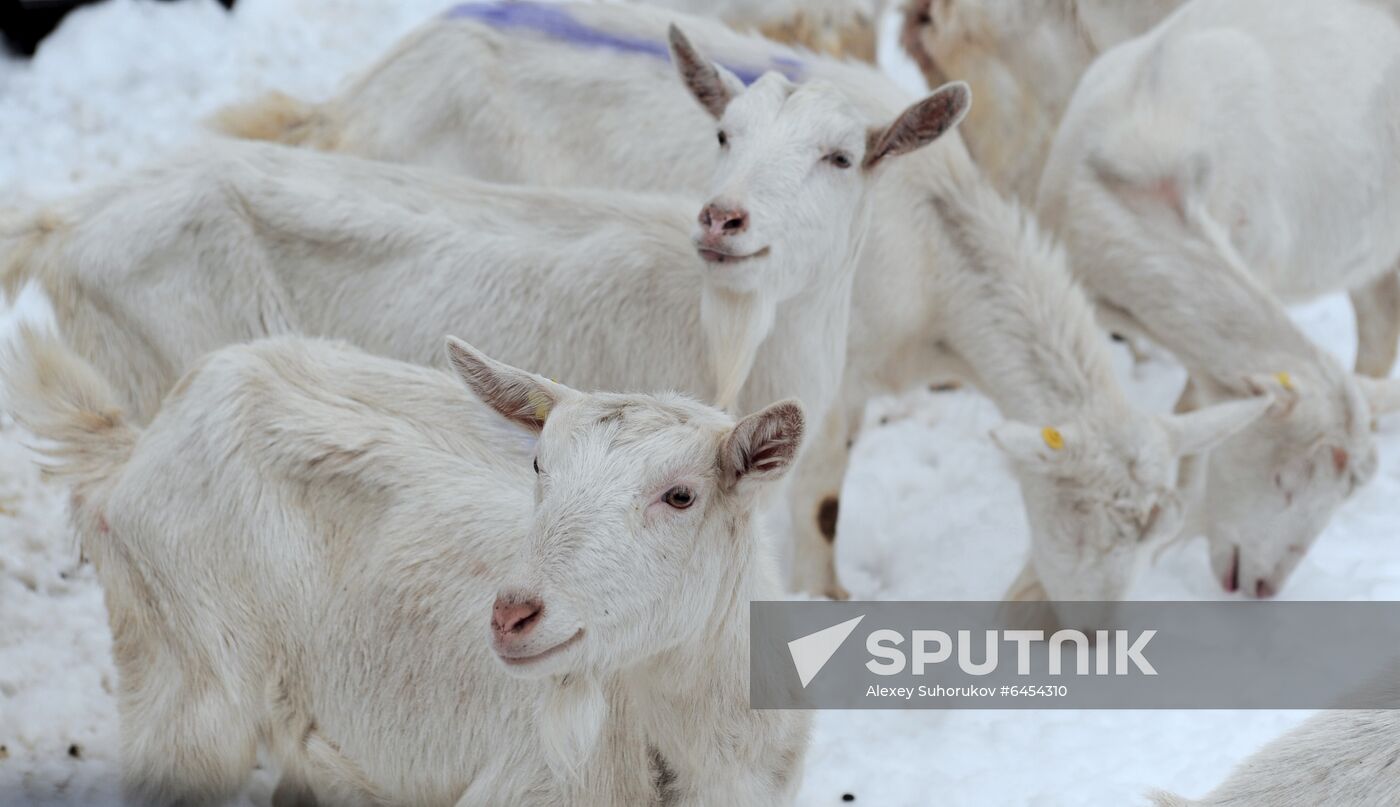 Goat farm in Tambov Region