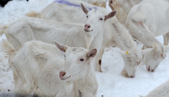 Goat farm in Tambov Region