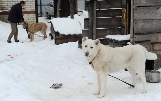 Goat farm in Tambov Region