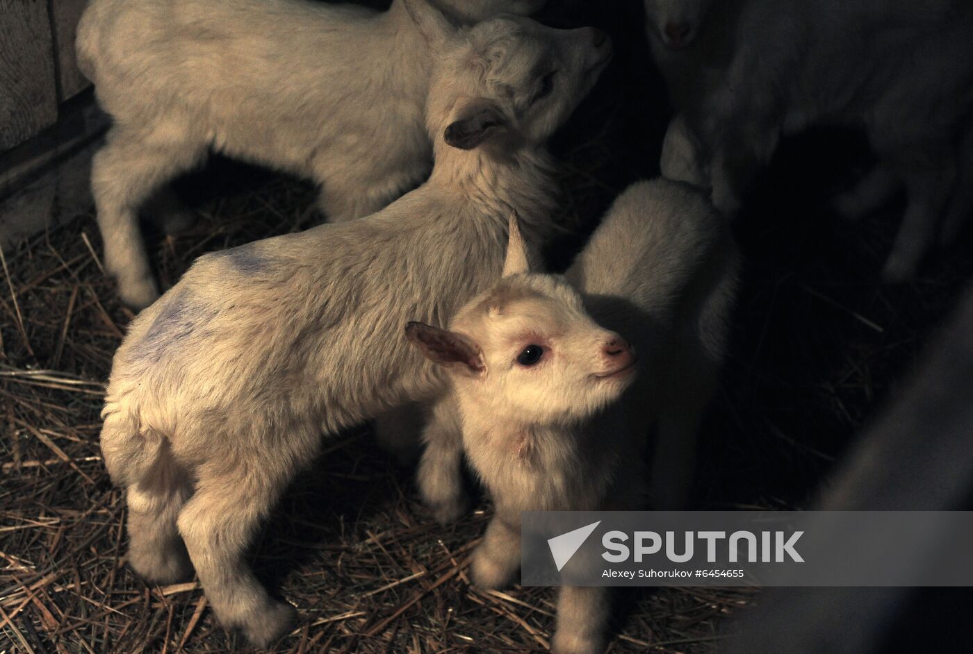 Goat farm in Tambov Region