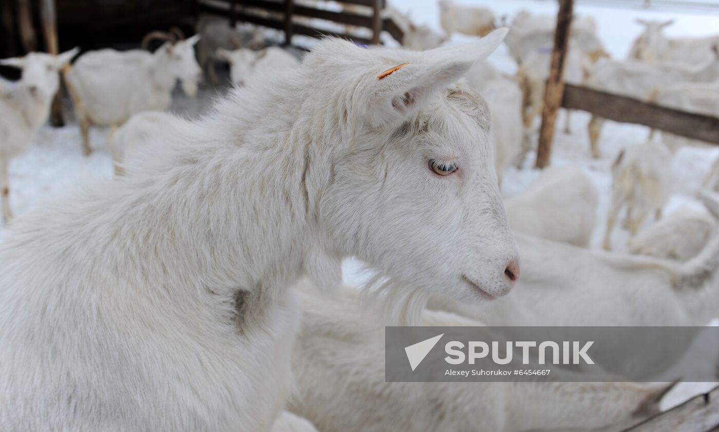 Goat farm in Tambov Region
