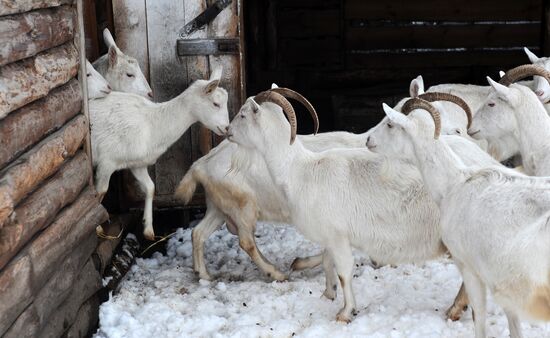 Goat farm in Tambov Region