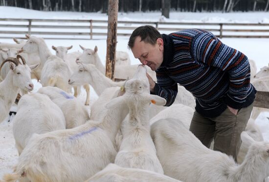 Goat farm in Tambov Region